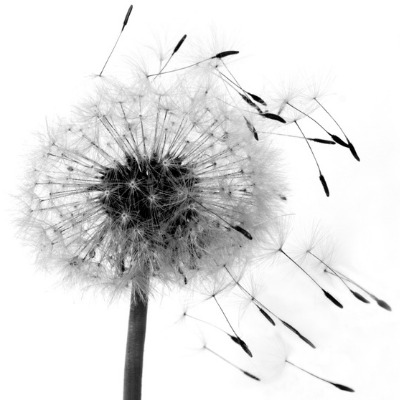 premium_devon_dandelion_vrouwman_400man